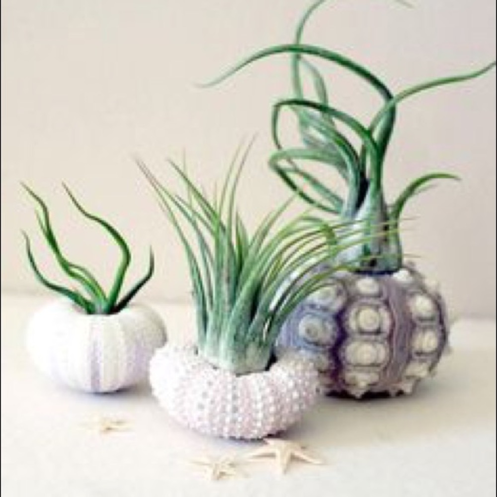 Airplant “Jellyfish” desktop display